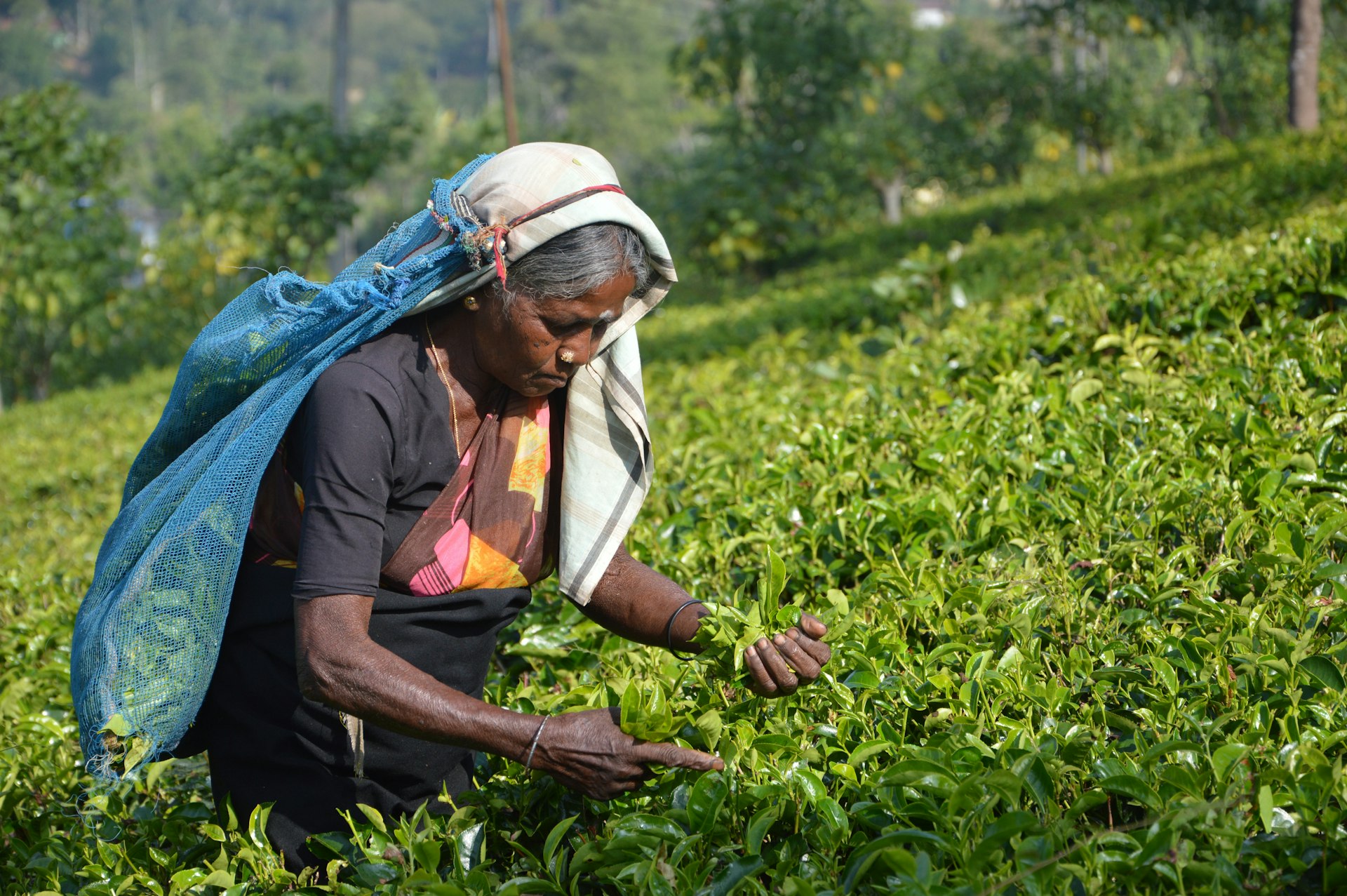 Tea Plucking Sri lanka